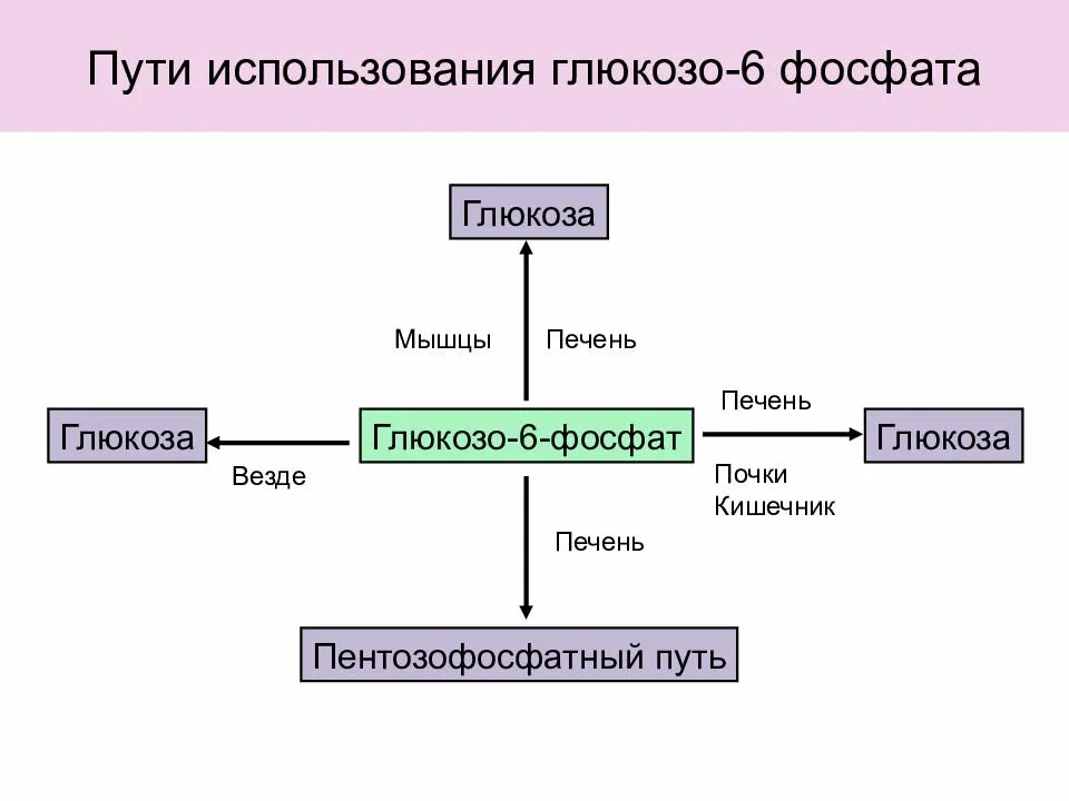 Пути использования глюкозо-6-фосфата. Глюкозо 6 фосфат функции. Пути превращения глюкозо-6-фосфата в печени. Основные пути превращения глюкозо-6-фосфата в тканях.