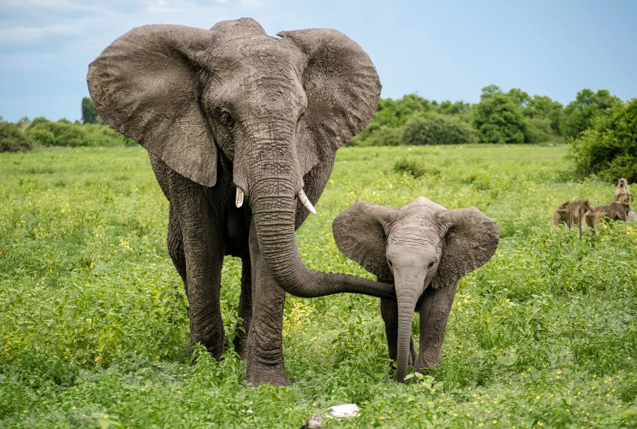 Слоны. Африканский слон. Слониха со слоненком. Красивые слоны. Слон группа организмов