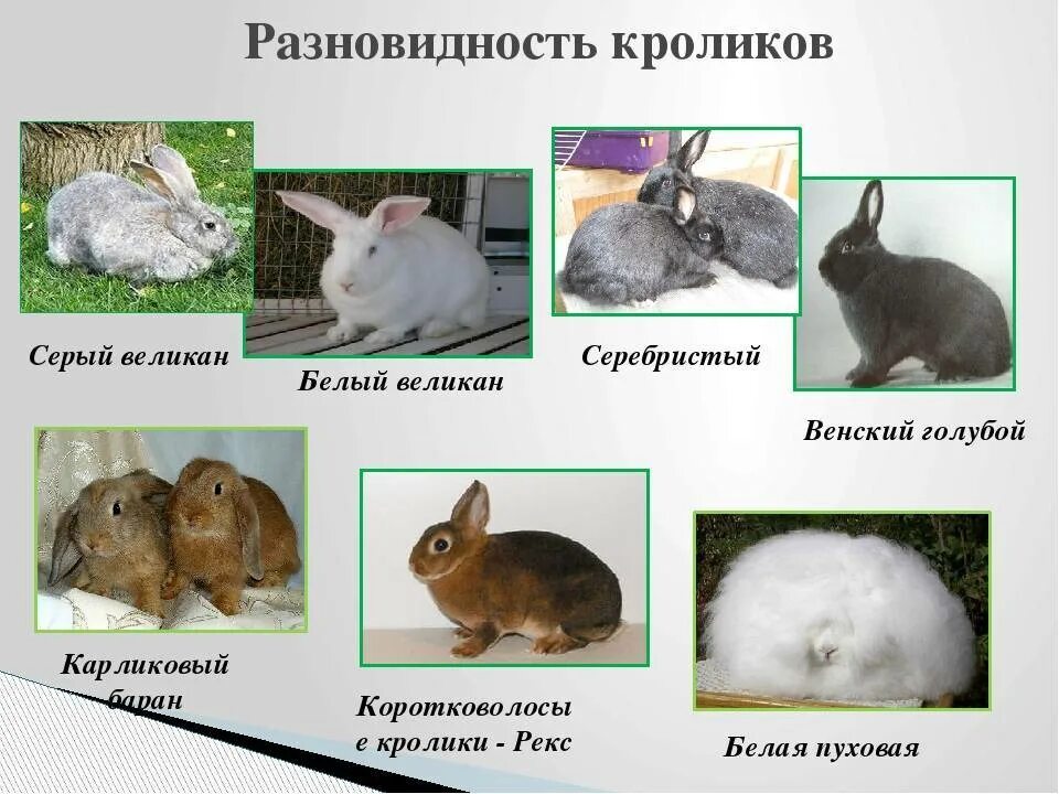 К какому отряду относится кролик. Название пород кроликов. Породы домашних кроликов названия. Распространенные породы кроликов. Самые распространенные породы кроликов.