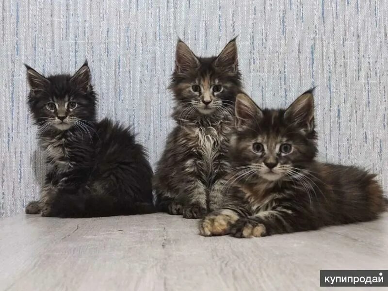 Котята мейн-кун 2 месяца трехцветный. Мейн кун черно белый котенок 2 месяца. Мэйкун трехцветный месячный котенок. Котенок юки. Котята мейн кун 3 недели фото.