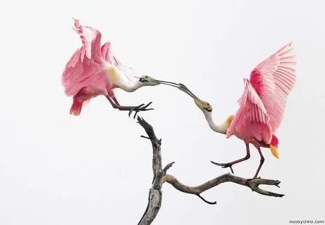 Arriving birds