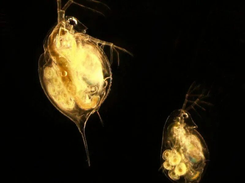 Зоопланктон дафния. Строение дафнии и циклопа. Дафнии daphnia magna. Дафния относится к ракообразным. Ветвистоусые рачки дафнии.