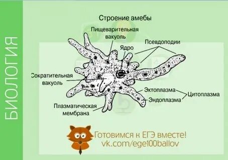 Какие функции выполняет амеба обыкновенная