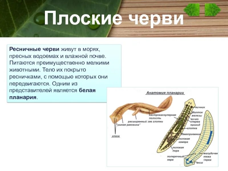 Плоские черви живу. Ресничные паразитические черви. Тип питания плоских червей. Класс Ресничные черви питание. Тип плоские черви.