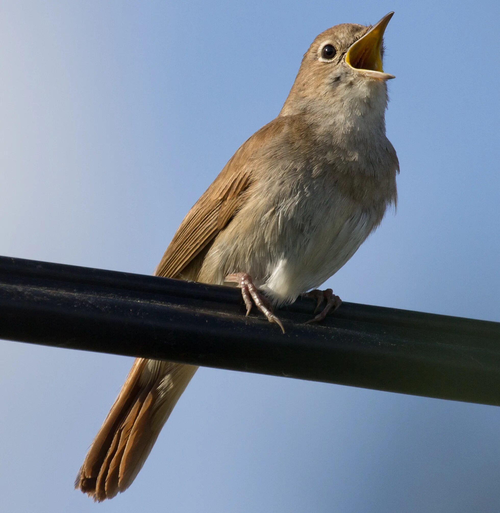 Звук bird. Соловей птица. Обыкновенный Соловей самка. Соловей фото. Глаза соловья.