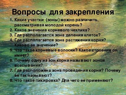 Какие участки зоны можно различить рассматривая молодой