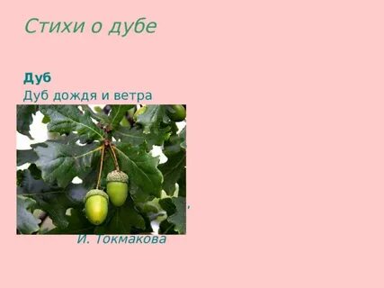Дуб дождя
