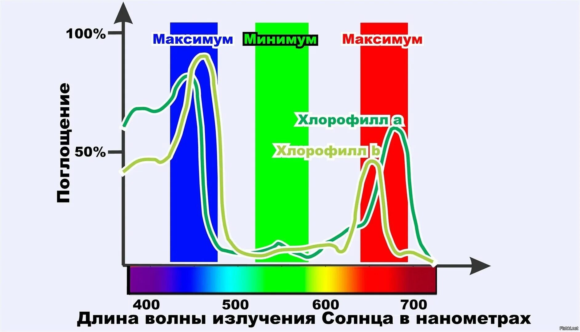 Максимум поглощения хлорофиллов. Спектр поглощения хлорофилла. Максимум спектра поглощения. Спектр солнечного излучения для фотосинтеза. Хлорофиллы поглощают свет