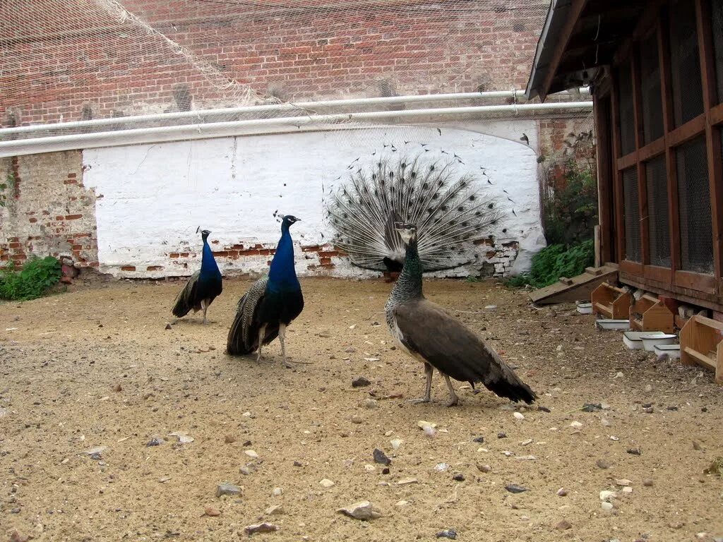 павлины в серпухове. павлин аквилейский. монастырь с павлинами серпухов. павлины в серпухове. павлины в серпухове скульптуры.