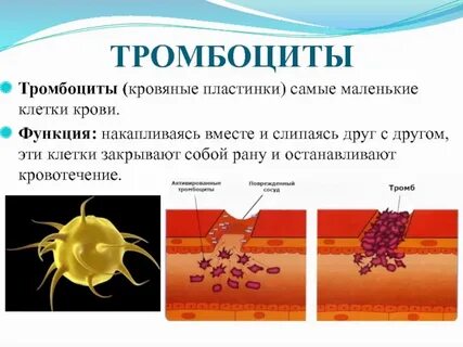 Тромбоциты кровяные