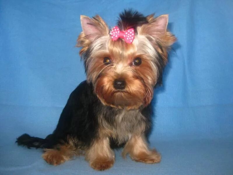 Йорк стандарт девочка. Ершский терьер стандарт. Йорк стандарт девочка. Йорк стандарт девочка. Стрижка йорка беби фейс.
