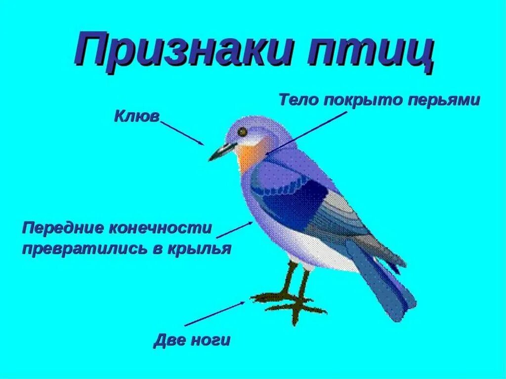 Какая птица состоит