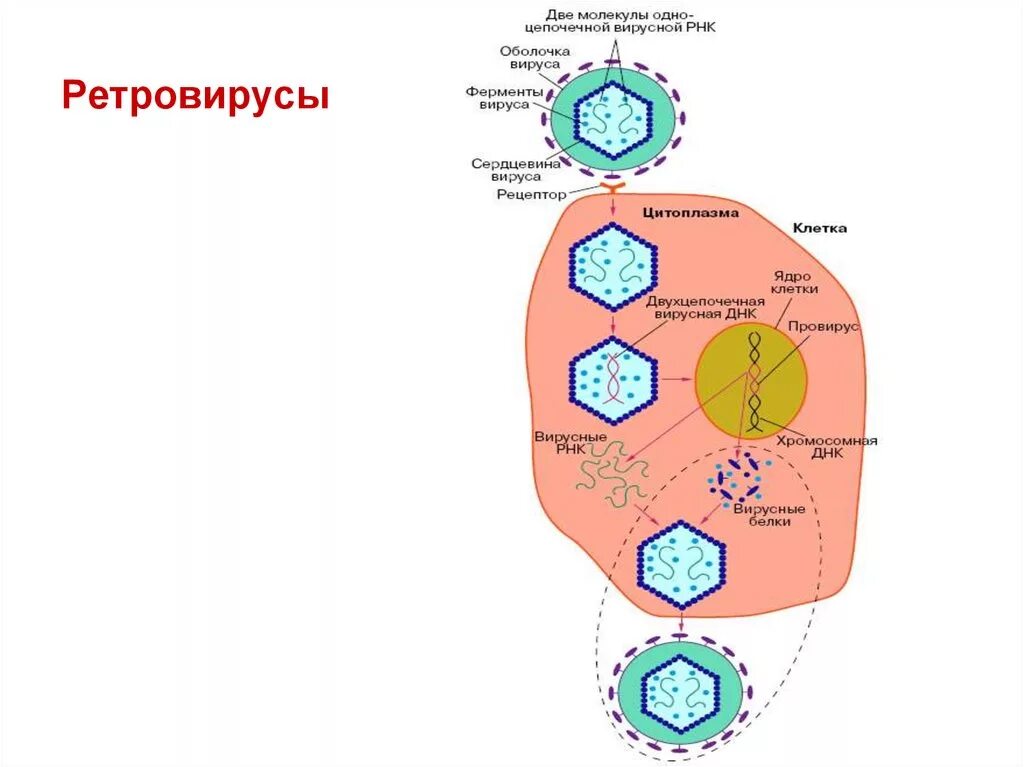 Жизненный цикл РНК содержащих вирусов. Ретровирус репликация. Ретровирусы геном. РНК ретровируса.