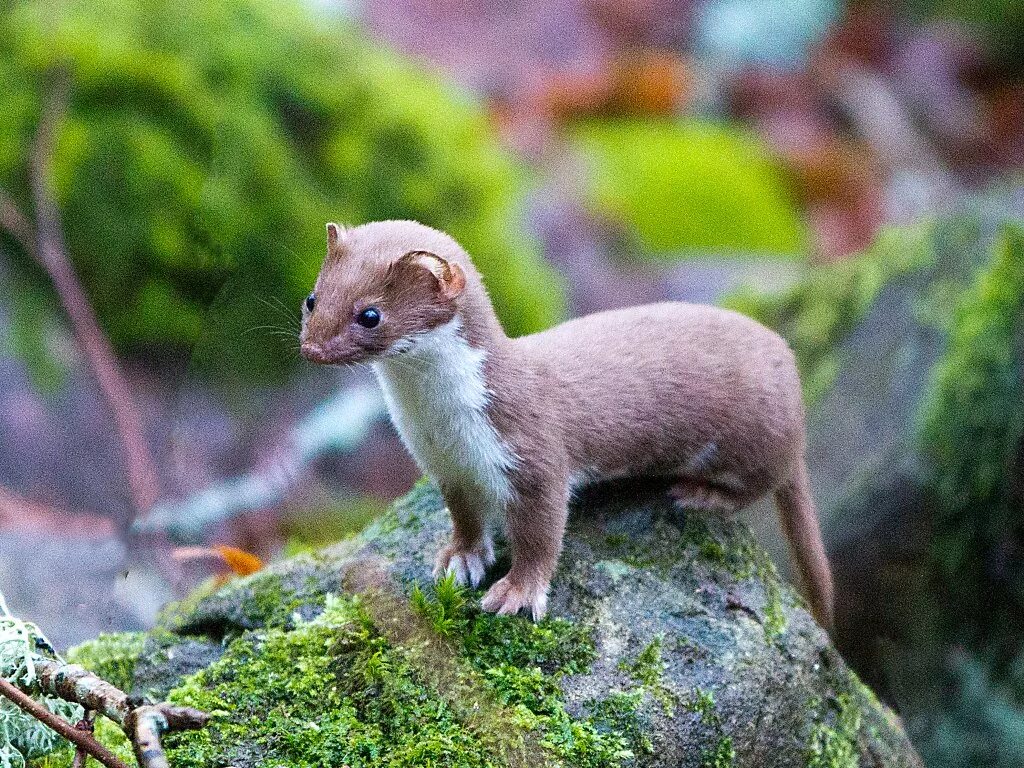 Ласка фото. Mustela nivalis. Ласка обыкновенная (Mustela nivalis). Ласка Mustela nivalis Linnaeus, 1766 ареал. Ласка Краснодарский край.