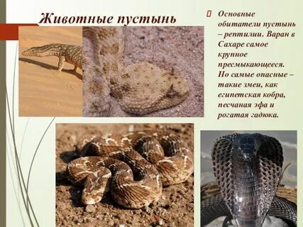 Органический мир пустыни