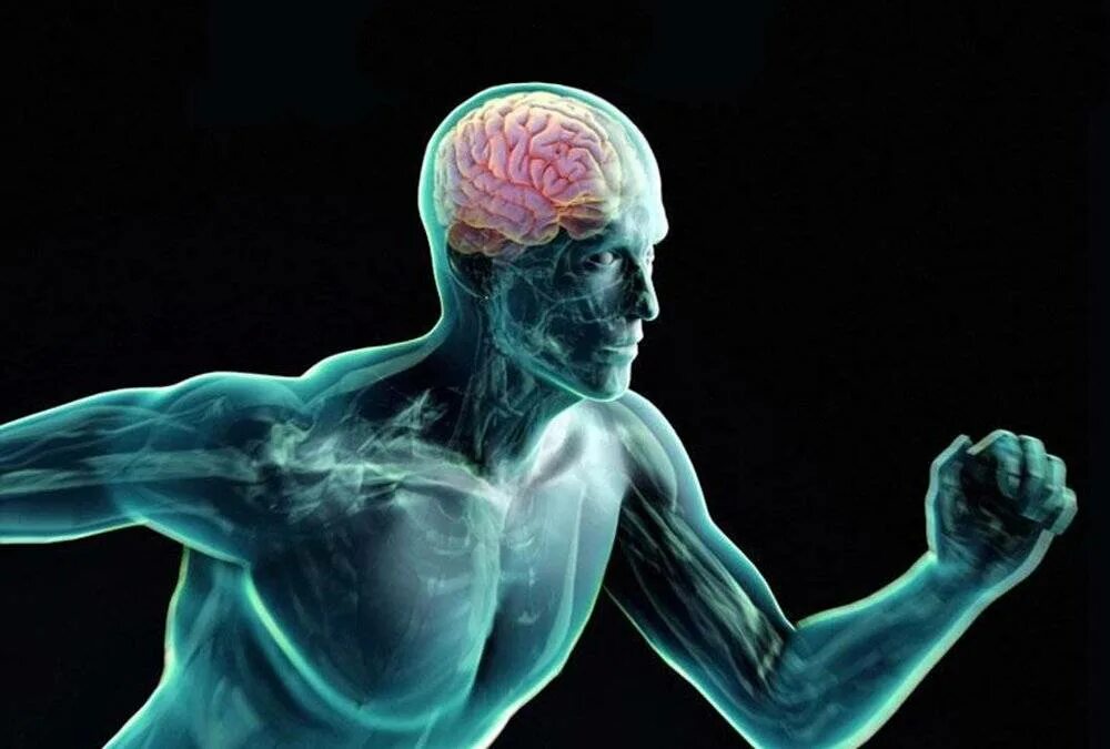 Физическая нагрузка и мозг. Мозг спортсмена. Спорт и нервная система.