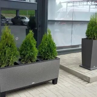 Туя в горшке на улице