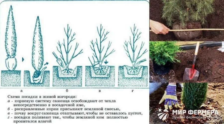 Закрытая корневая система посадка. Саженцы туи с открытой корневой системой. Корневая шейка у туи. Посадка растений туи. Схема посадки сеянцев сосны.