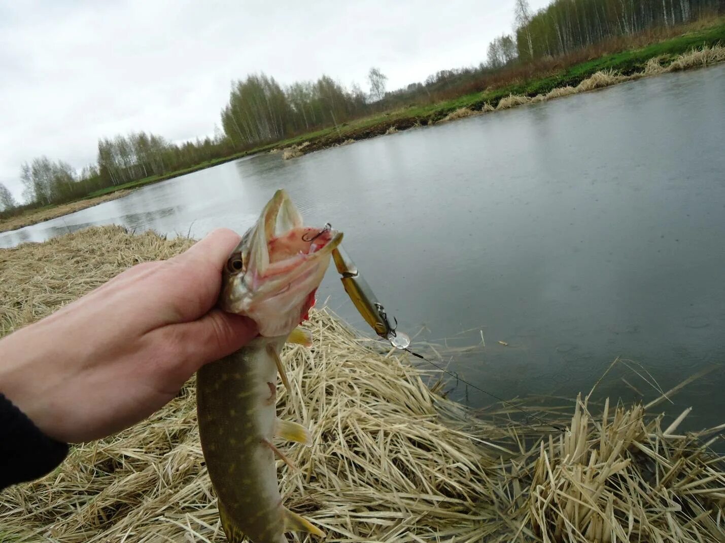 Щука в апреле на реке