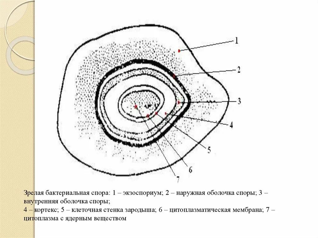 Оболочка споры бактерии