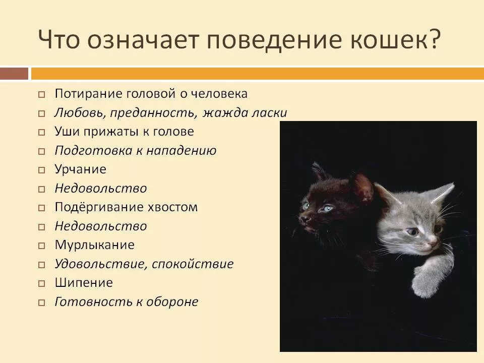 Как есть животное кошка. Поведение кошек. Поведение домашних животных. Особенности поведения кошек. Проанализировать поведение кошки.