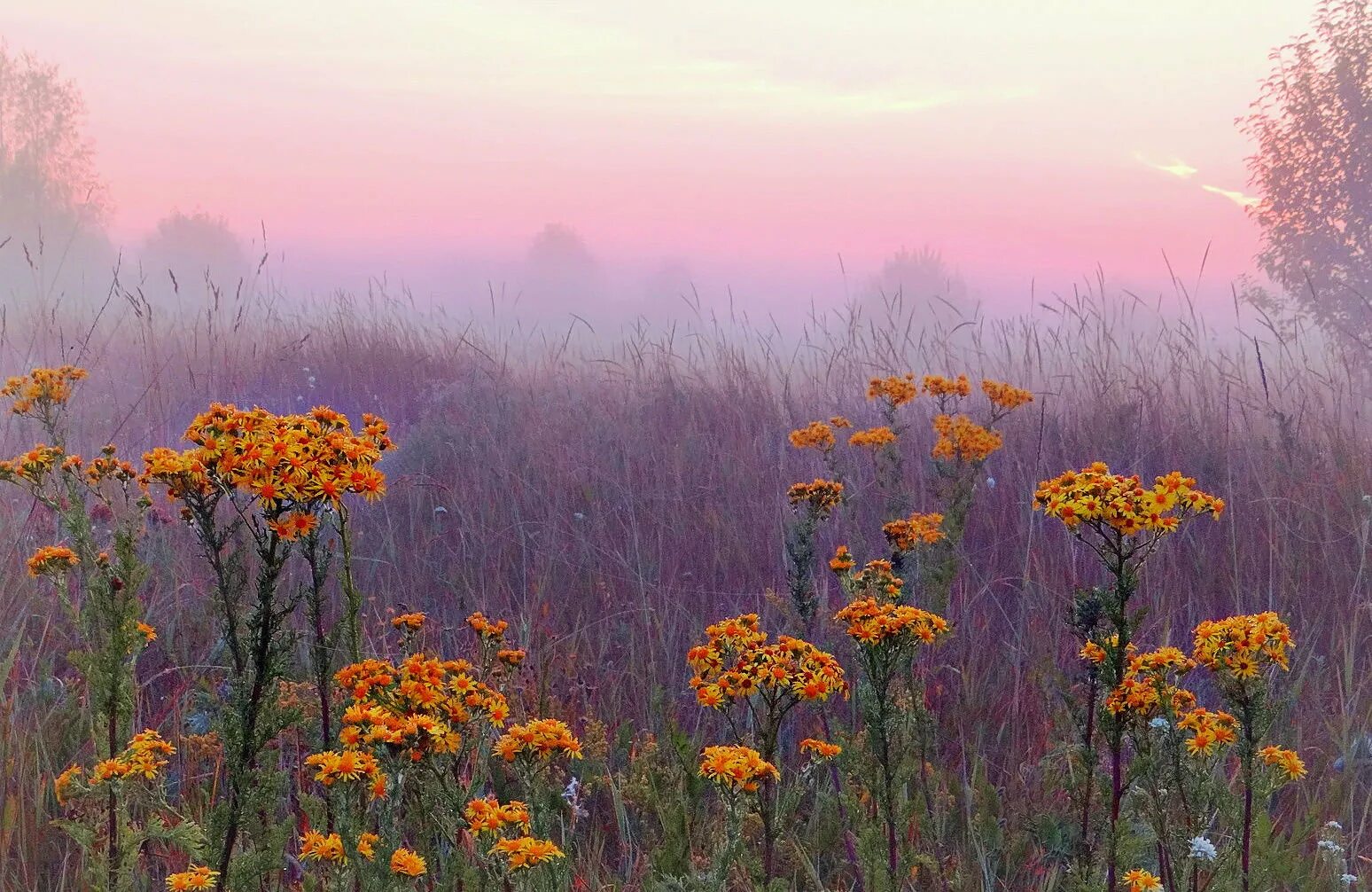 Песня калины цвет и туман. Дикие осенние цветы. Полевые цветы в тумане. Осень туман цветы. Цветочное поле в тумане.