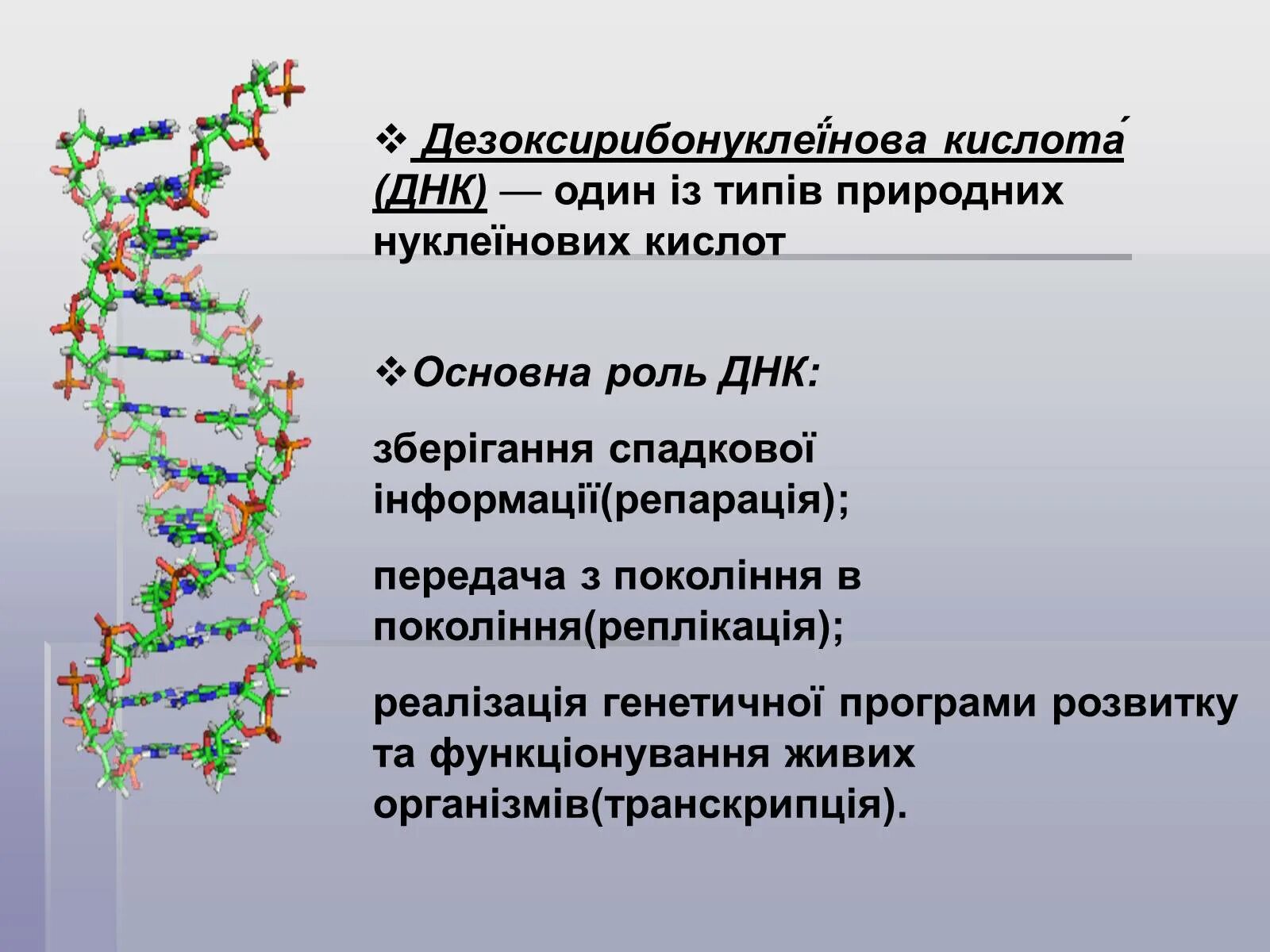 Презентация на тему ДНК. Нуклеїнові кислоти. Проект на тему ДНК. Дезоксирибонуклеїнова кислота.