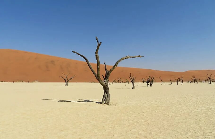 Salt tree