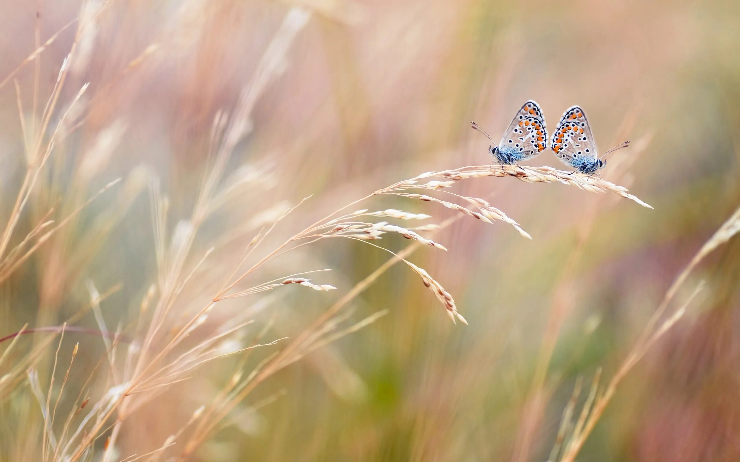 Бабочка над головой. Нежность природа. Нежные бабочки. Пейзаж с бабочками. Красивый пейзаж с бабочками.