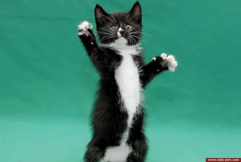 Двухмесячный котенок