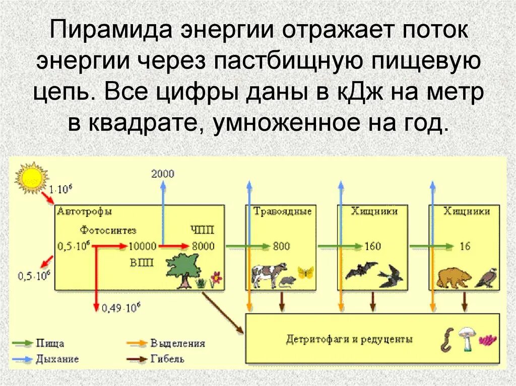 Только 10 энергии поступает от каждого предыдущего. Пирамида энергии в экосистеме. экологическая пирамида энергии. пирамида энергии отражает. пирамида энергии экология.