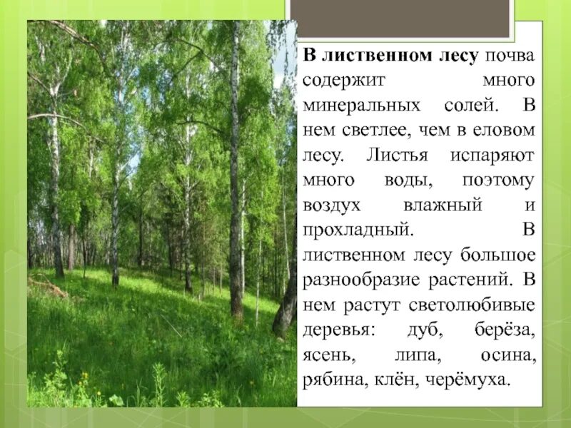 Сообщение на тему лиственные леса. Описание лиственного леса. Доклад про лес. Что такое лес 4 класс. Шагая по пахучему лиственному