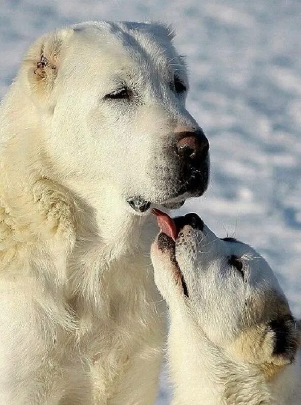 Туркменская овчарка алабай. Восточно-азиатская овчарка алабай. Порода среднеазиатская овчарка. Алабай. Среднеазиатский алабай.