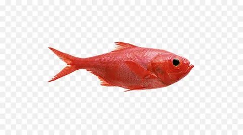 Red fishing
