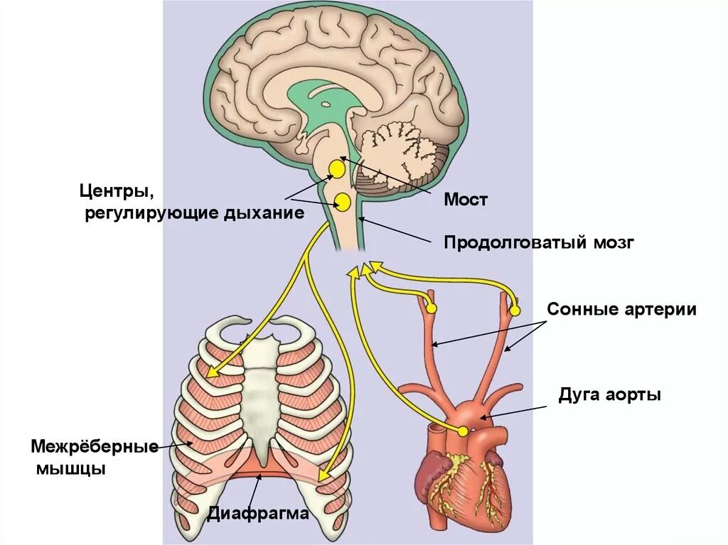 Вспомните как регулируется дыхание у человека зная. Дыхательный центр продолговатого мозга. Продолговатый мозг центры регуляции. Дыхательный центр. Дыхательный центр в мозге.