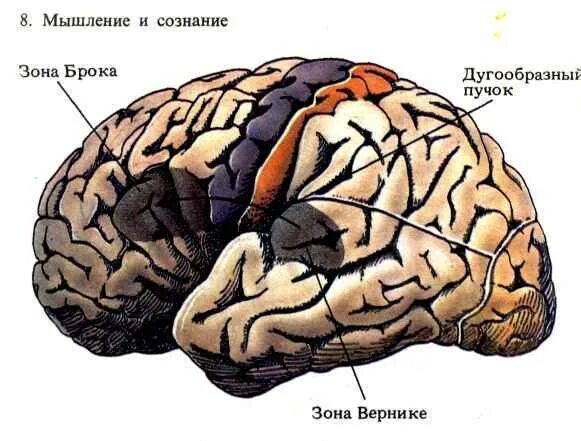 Центр брока в каком полушарии. Зона брока и вернике. центр вернике и центр брока. речевые центры брока и вернике. зона брока и вернике в логопедии.