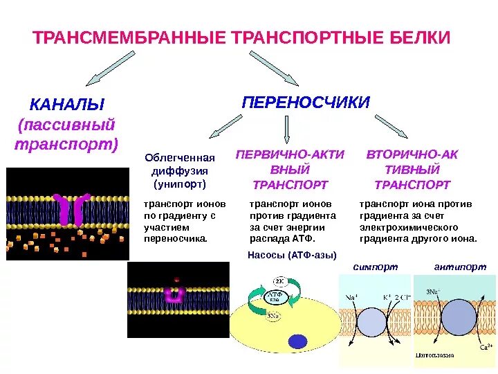 Активный транспорт веществ через плазматическую мембрану. Белок насос и белок переносчик. Рецепторная функция мембранных белков. Белки каналы и белки переносчики. Белки каналы и белки переносчики.