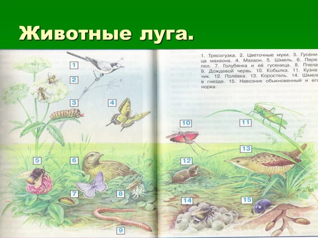 Окружающий мир 4 класс проект про луг Сообщение про луг: найдено 79 картинок
