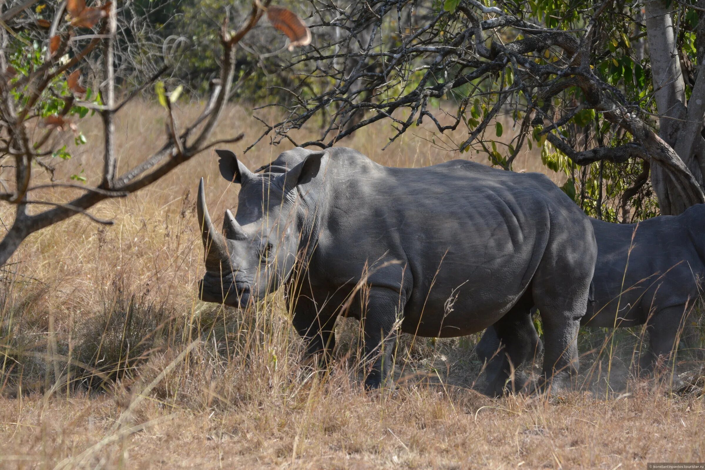 Носороги живут в лесу. Тунис-схватка носорога. Носорог живет. Носорог природная зона. Где живут носороги.