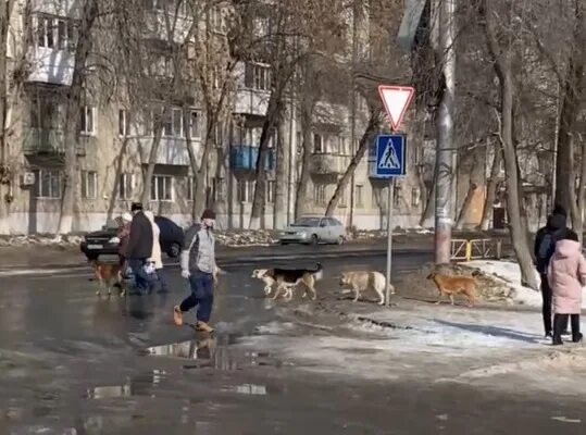 Саратов нападение. Стая собак Пролетарский Саратов. Собаки Саратов бездомные улица Азина. Стая собак у Северного рынка в городе Саратов.