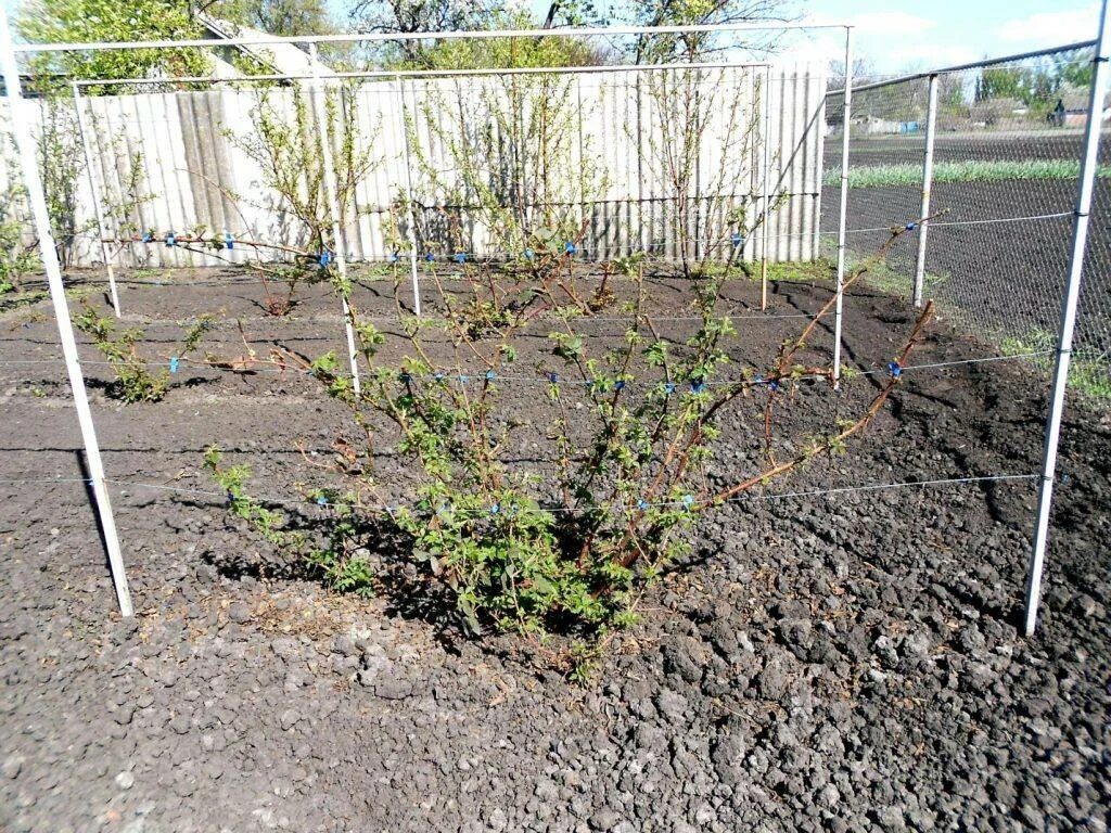 Посадка моркови весной в открытый. Высадка рассады томатов. Посадка арбуза в открытый грунт семенами. Посадка малины таруса весной. Открытый грунт в сибири.