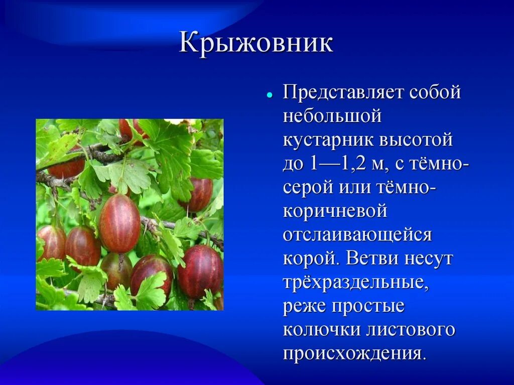 Крыжовник краткое содержание подробно. Крыжовник. Крыжовник описание. Информация о крыжовнике. Крыжовник краткое описание.