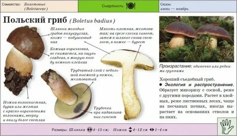 Польский гриб съедобный описание