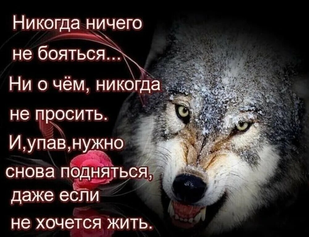 Ничего не бойтесь жизнь одна. Цитаты про волков и людей. волк одиночка цитаты. волк высказывания с картинкой. волчья жизнь цитаты.