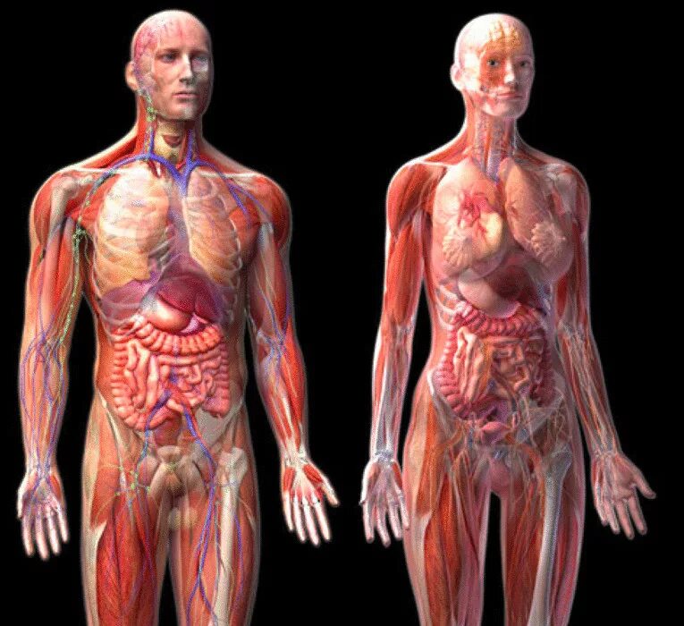 Внутренние органы фото. Анатомия тела. Организм человека полностью. Скелет с внутренними органами женщины. Человек в разрезе внутренние органы.