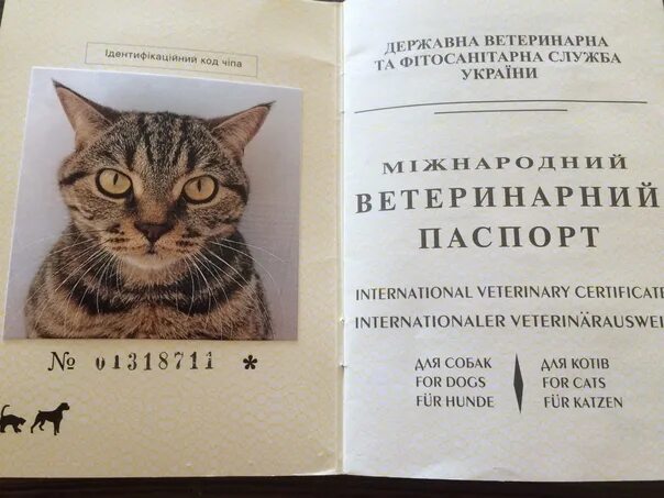 Вакцинация собак