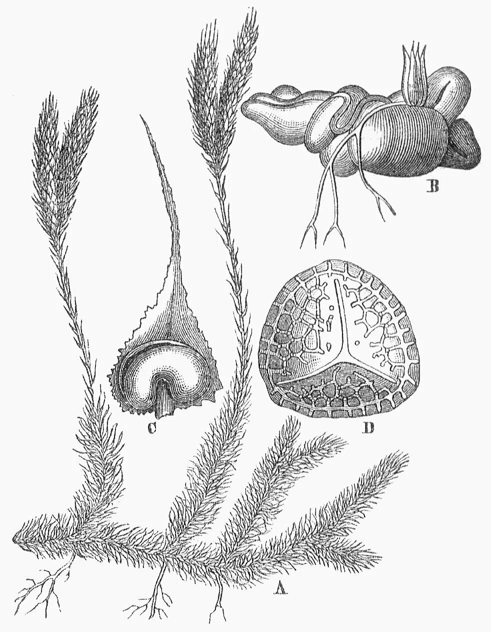 Жизненный цикл плауна булавовидного. Спорофилл плауна. Lycopodium clavatum споры. Спорангий плауна.