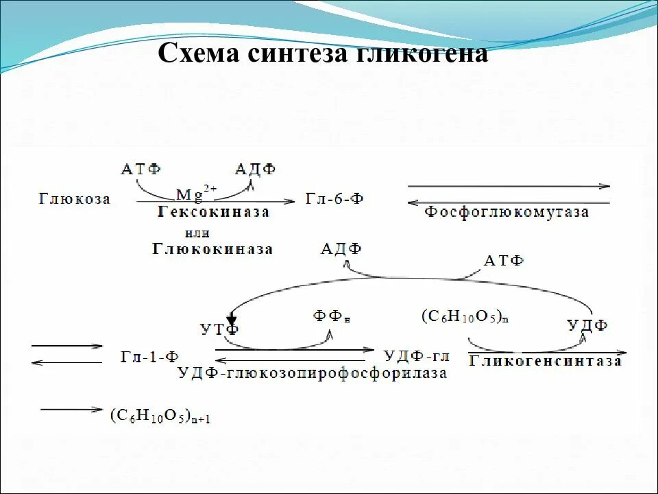 Синтез гликогена происходит. Составьте схему синтеза гликогена. Уравнения реакций синтеза гликогена. Схема синтеза гликогена из Глюкозы. УДФ Глюкоза Синтез гликогена.