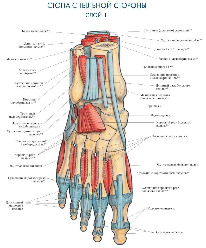 Название частей стопы. Строение мышц стопы снизу. Тыльные мышцы стопы анатомия. Анатомический атлас мышцы стопы. Мышцы стопы вид сбоку.