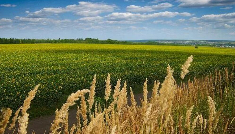 Летом в поле. 747000бр. Июль пейзаж. Лето август. Кружка август.